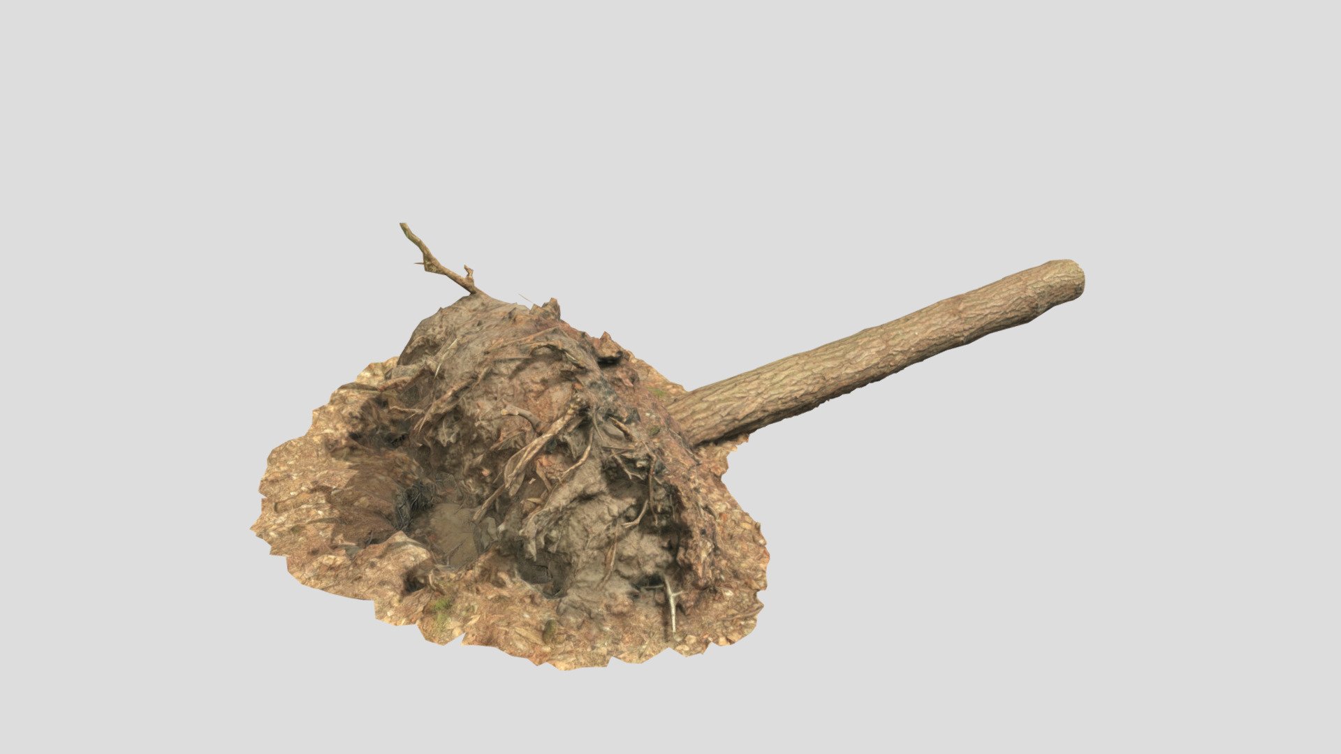 Pine Tree Fallen Roots Dead Scans Forest 3d model