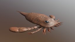 Eurypterus remipes