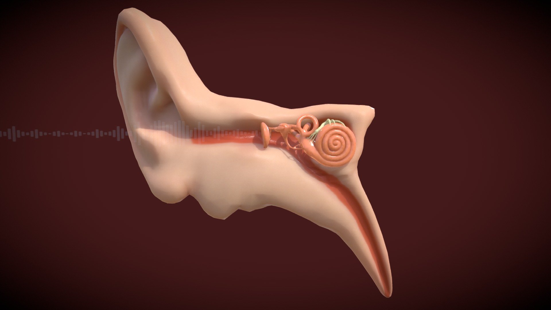 Ear Anatomy 3d model