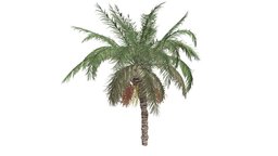 Date Palm Tree #08