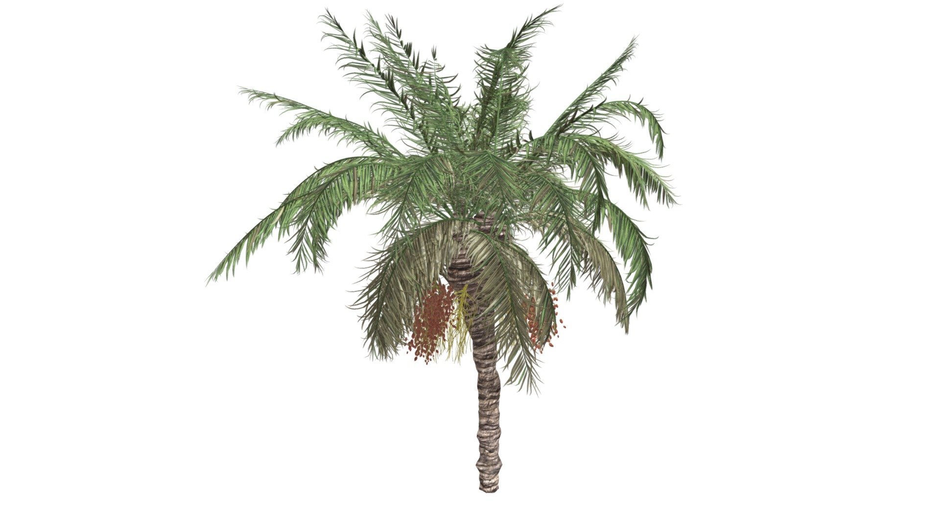 Date Palm Tree #08 3d model