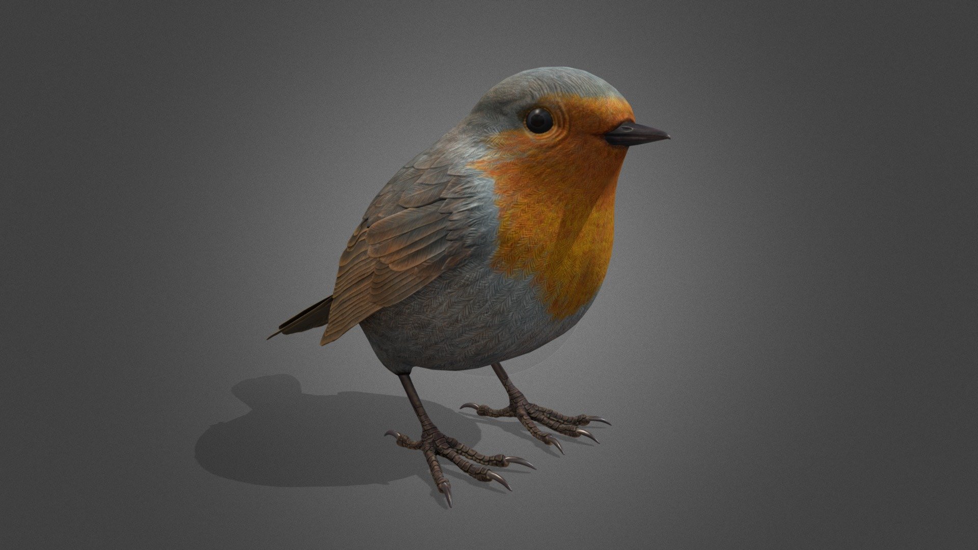 High detailed bird 3d model