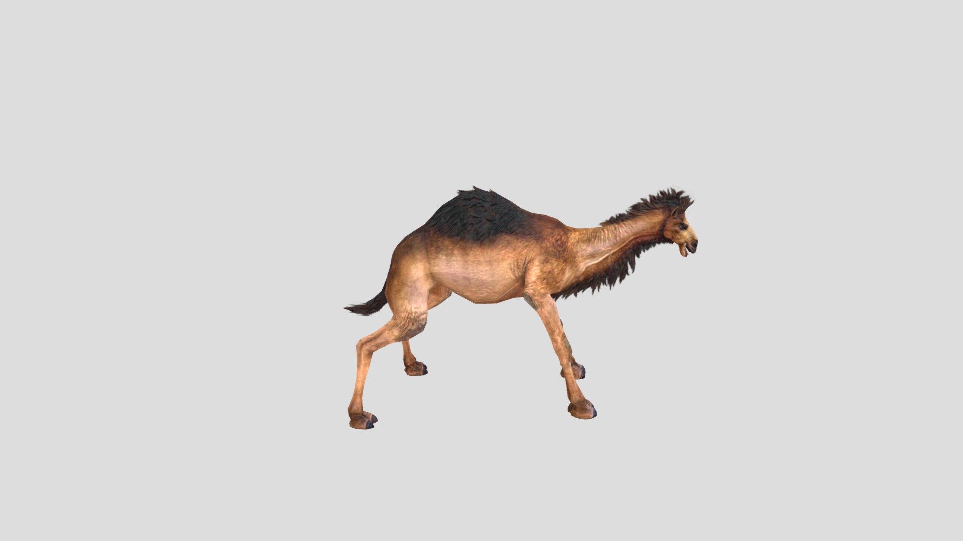 Camel-test 3d model