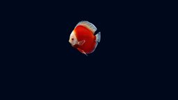 Discus Red Passion