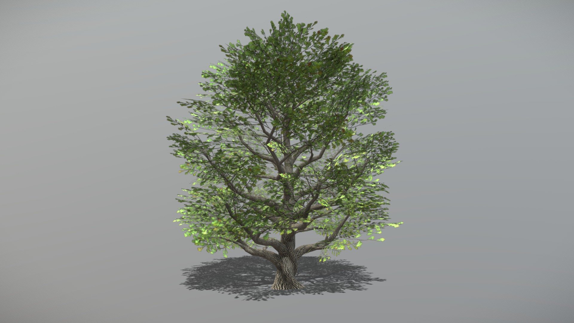 Oak 2 (Animated Tree) 3d model