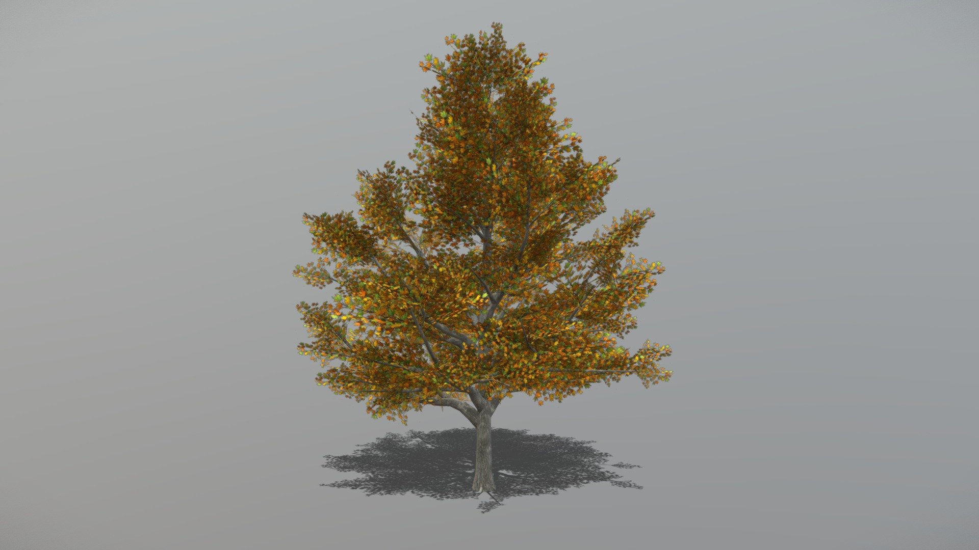 Maple 1 (Animated Tree) 3d model