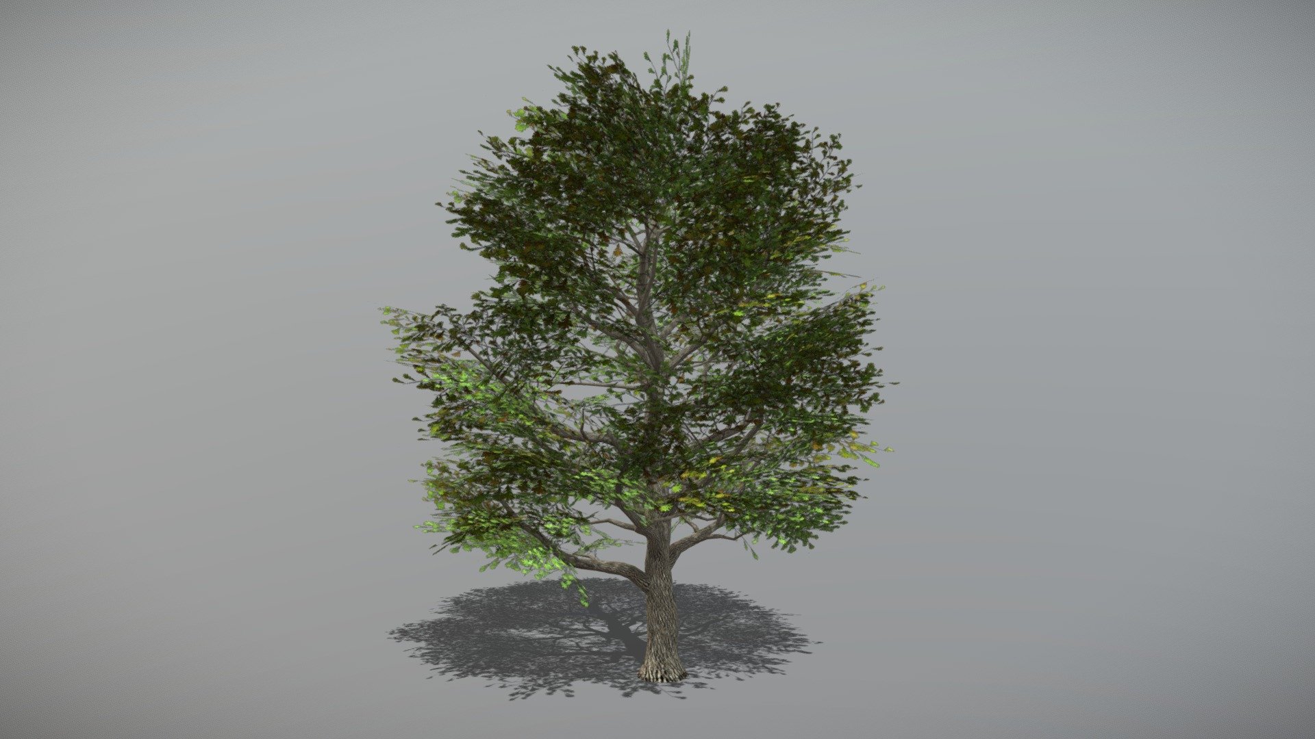 Oak 1 (Animated Tree) 3d model