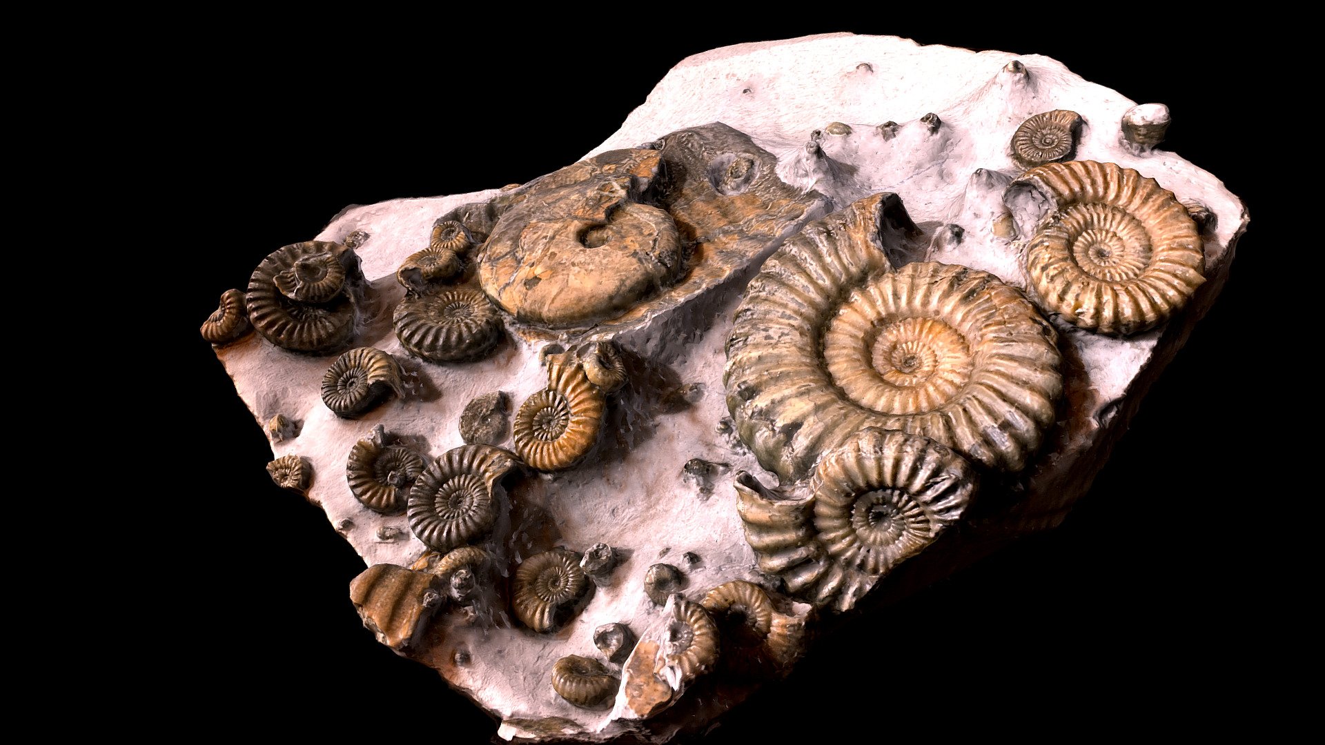 Multi Green Ammonite Fossil 3D Rendered Model 3d model