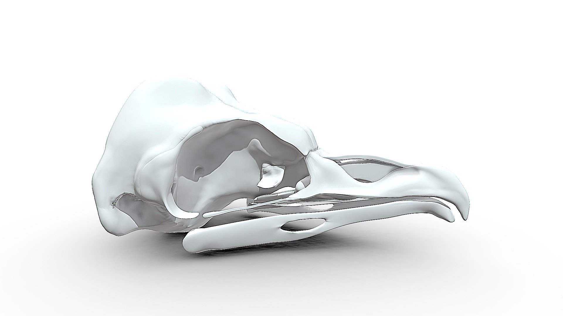 Barn owl skull 3d model