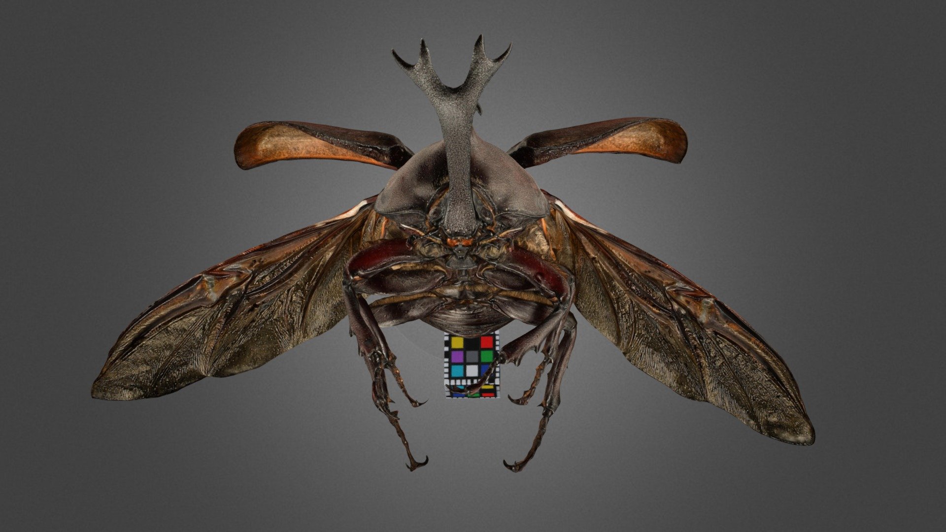 カブトムシ ♂ Japanese Rhinoceros Beetle 3d model