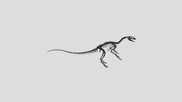 Fukuivenator paradoxus (3D Reconstruction)