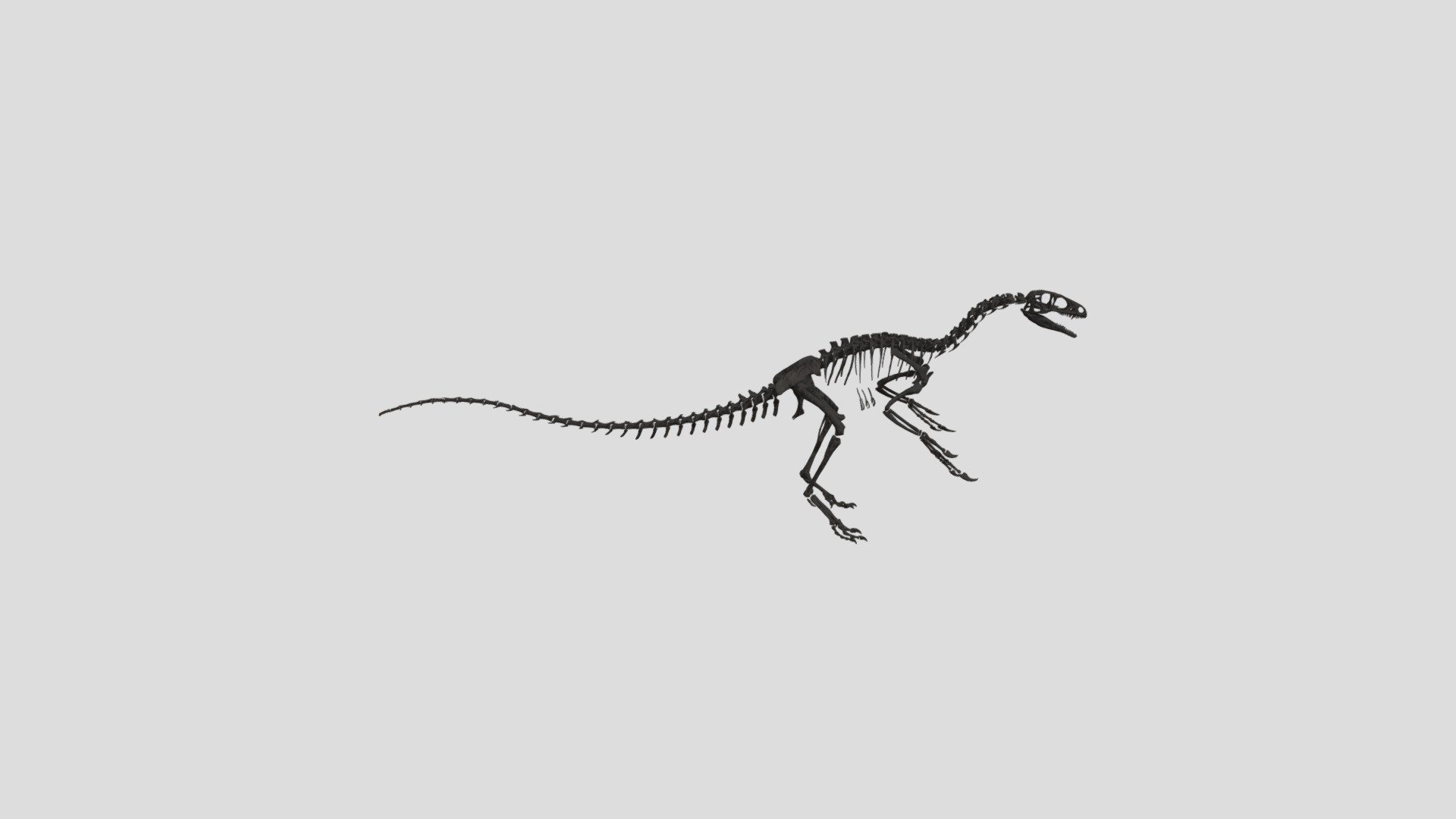 Fukuivenator paradoxus (3D Reconstruction) 3d model