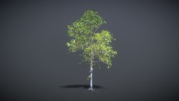 Linden tree _001