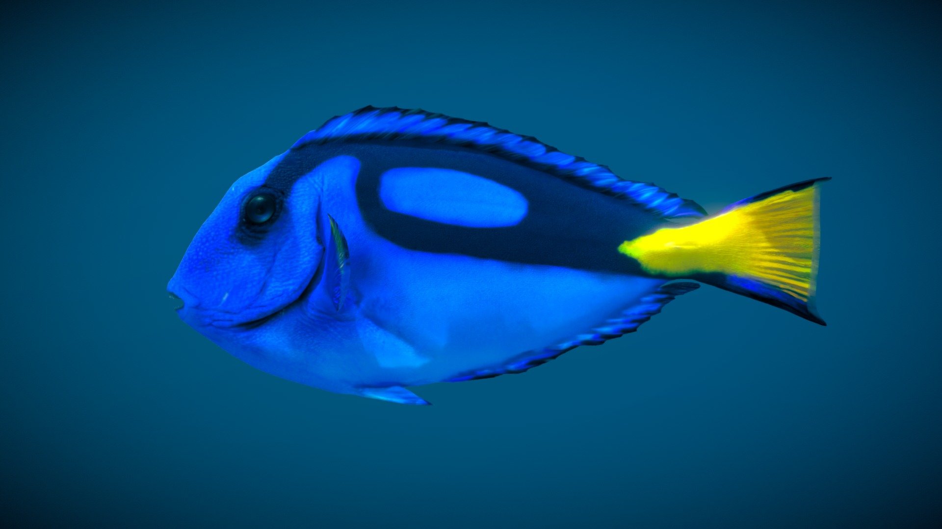 Paracanthurus Hepatus 3d model