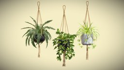 Hanging Plants 01