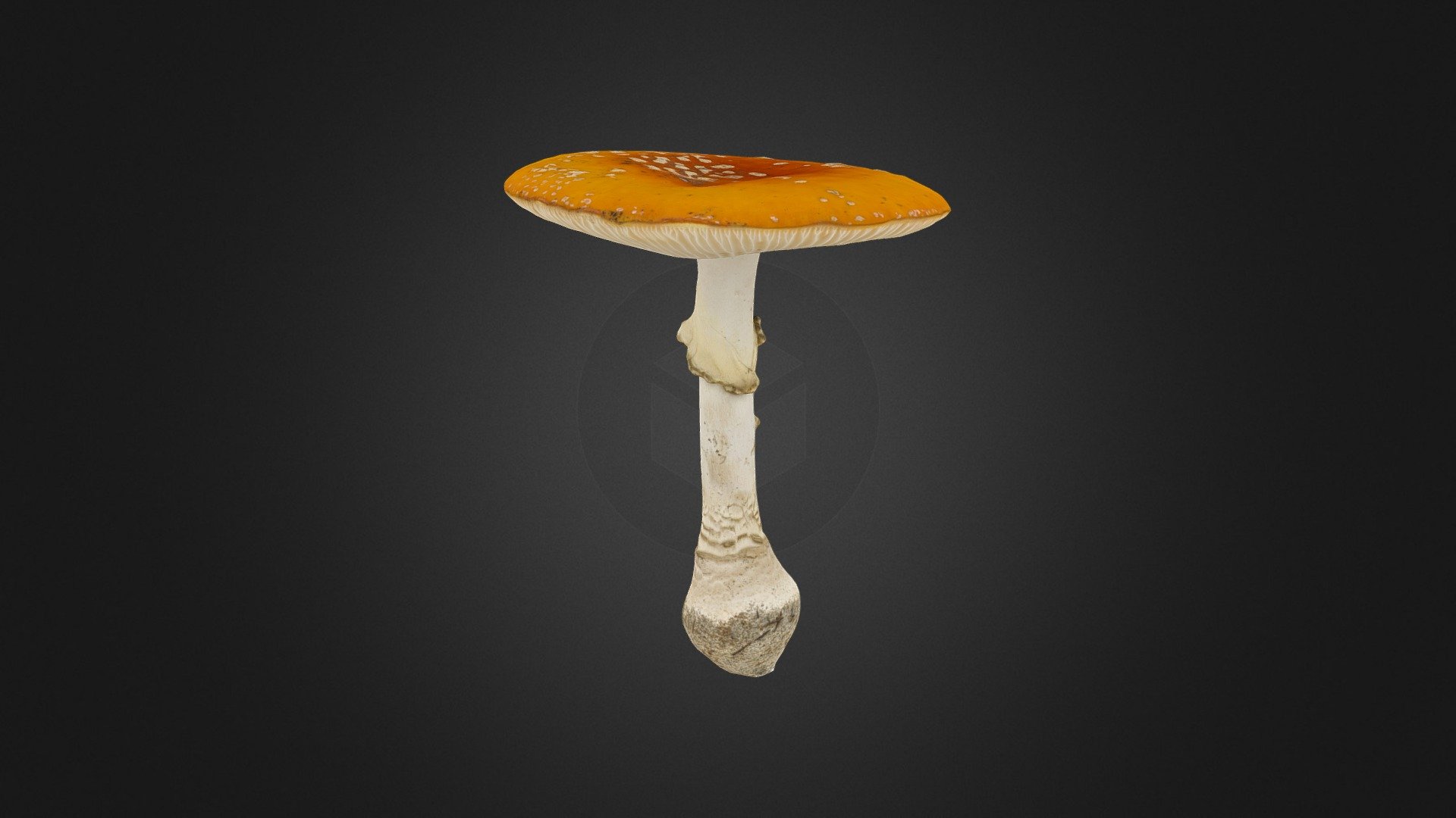 Amanita muscaria mushroom 3d model