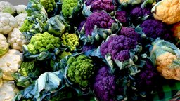 Brassica