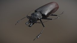 Titan Beetle