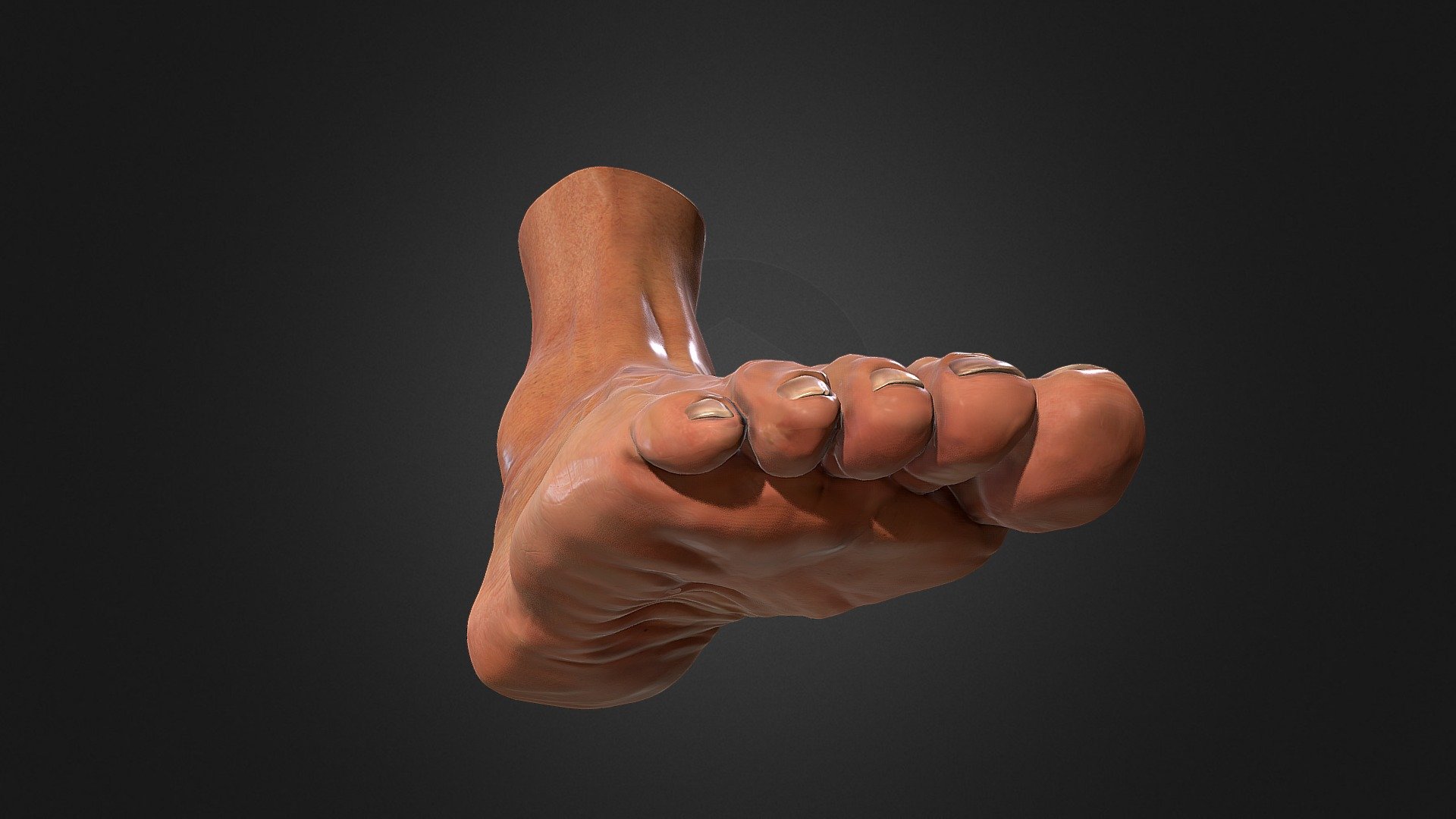 Foot anatomy 3d model