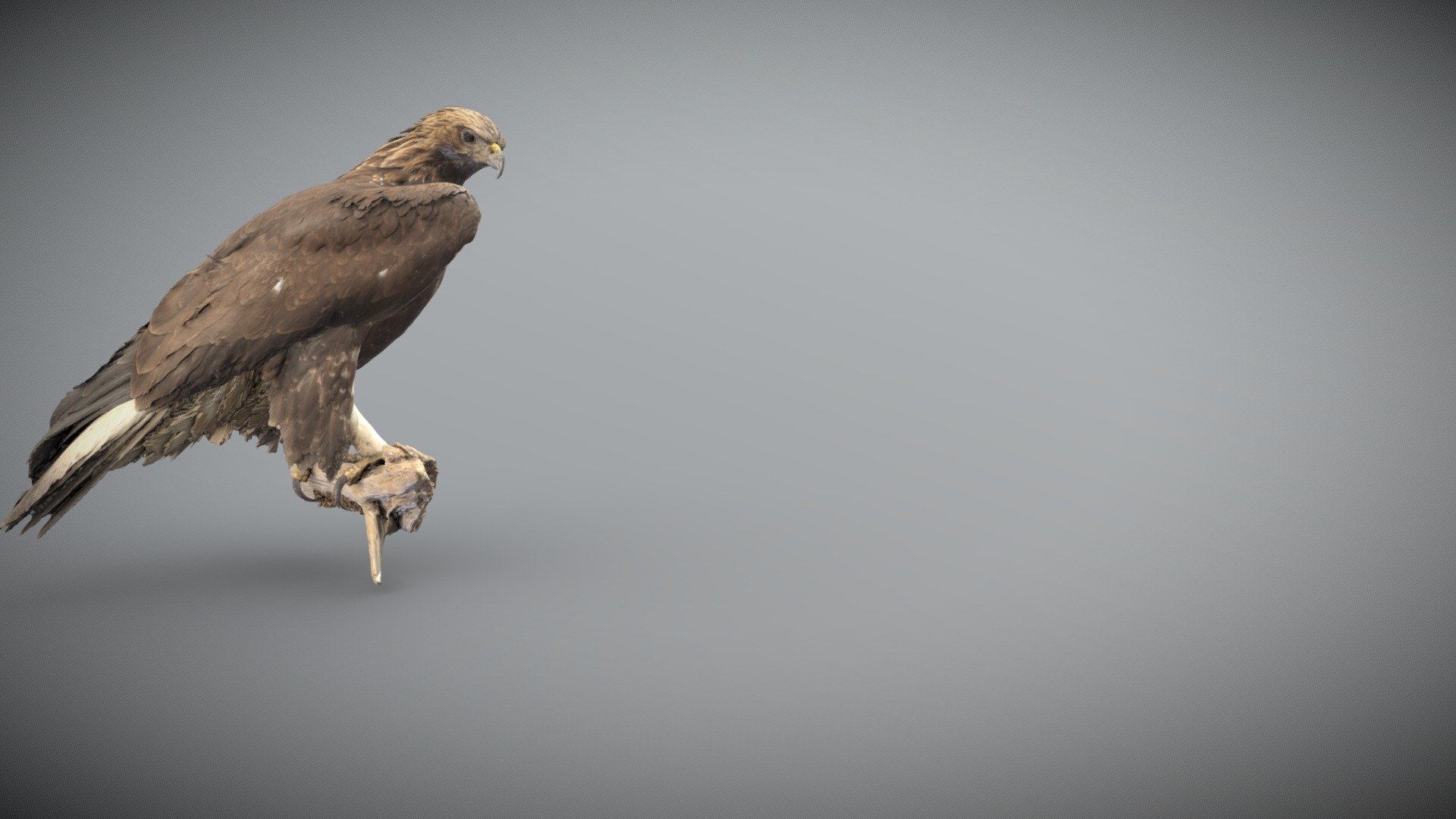 Golden_eagle 3d model