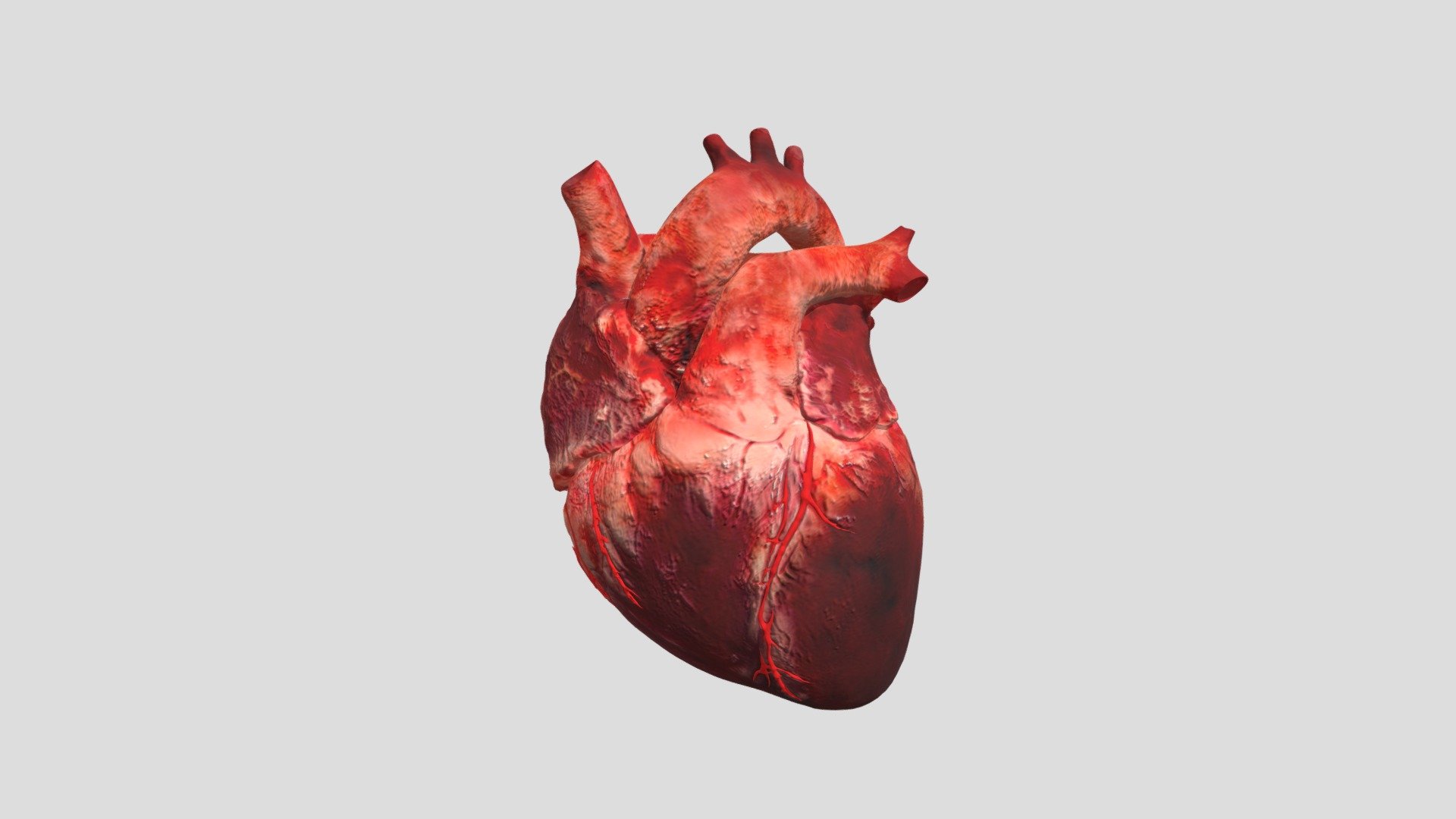 Heart 3d model