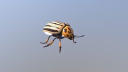 Potato Beetle