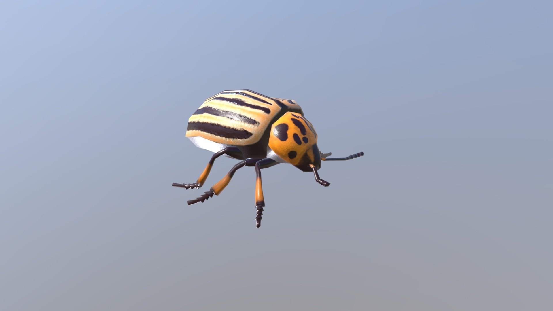 Potato Beetle 3d model