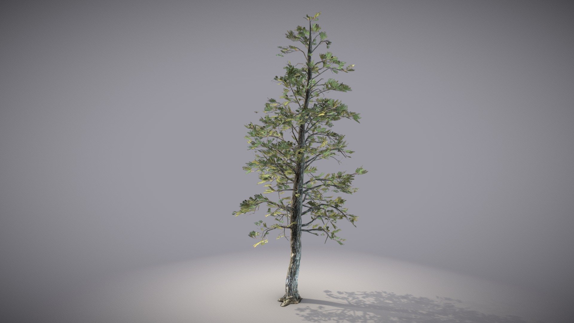 Ponderosa Pine 3d model