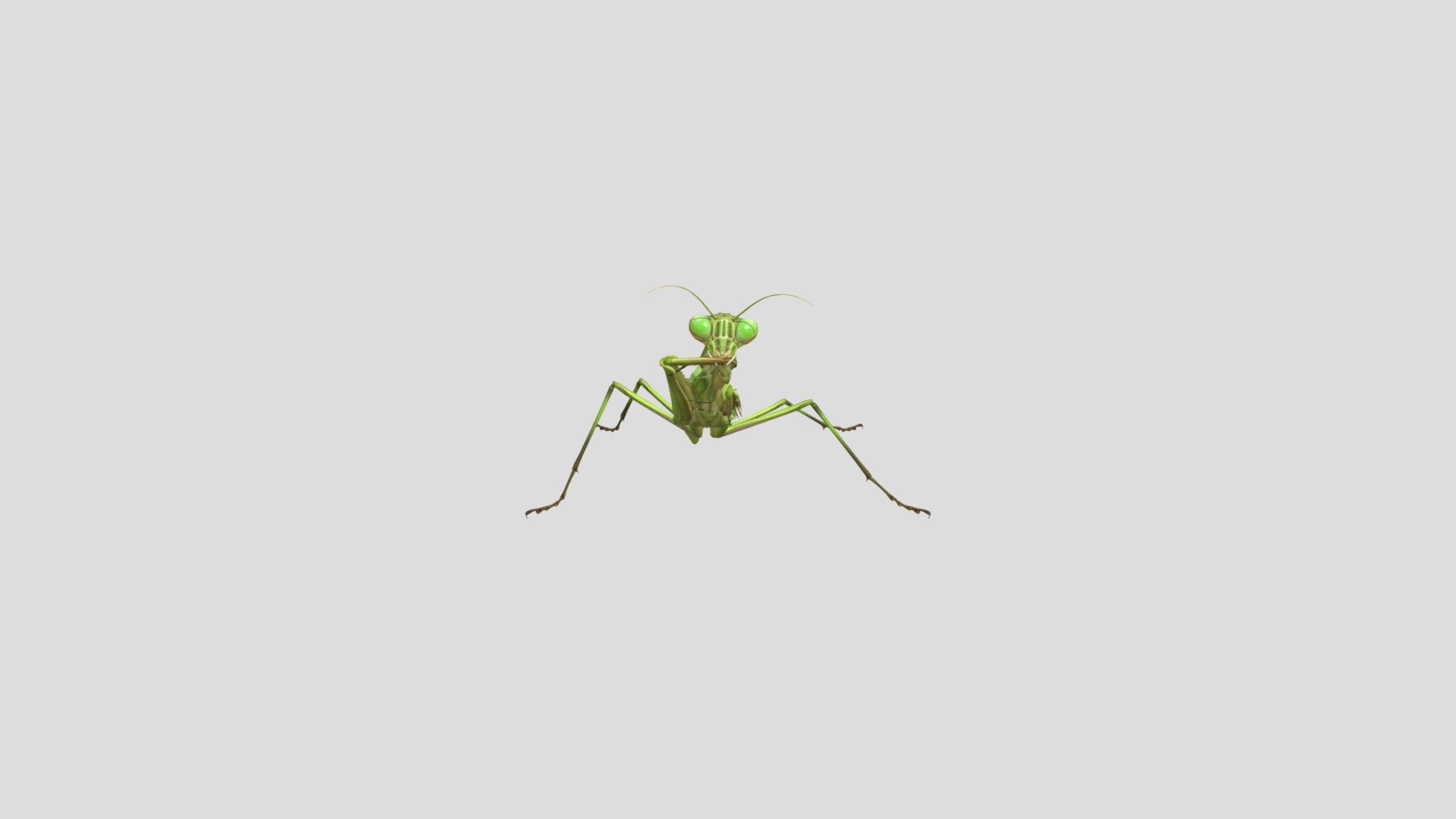 Mantis 3d model