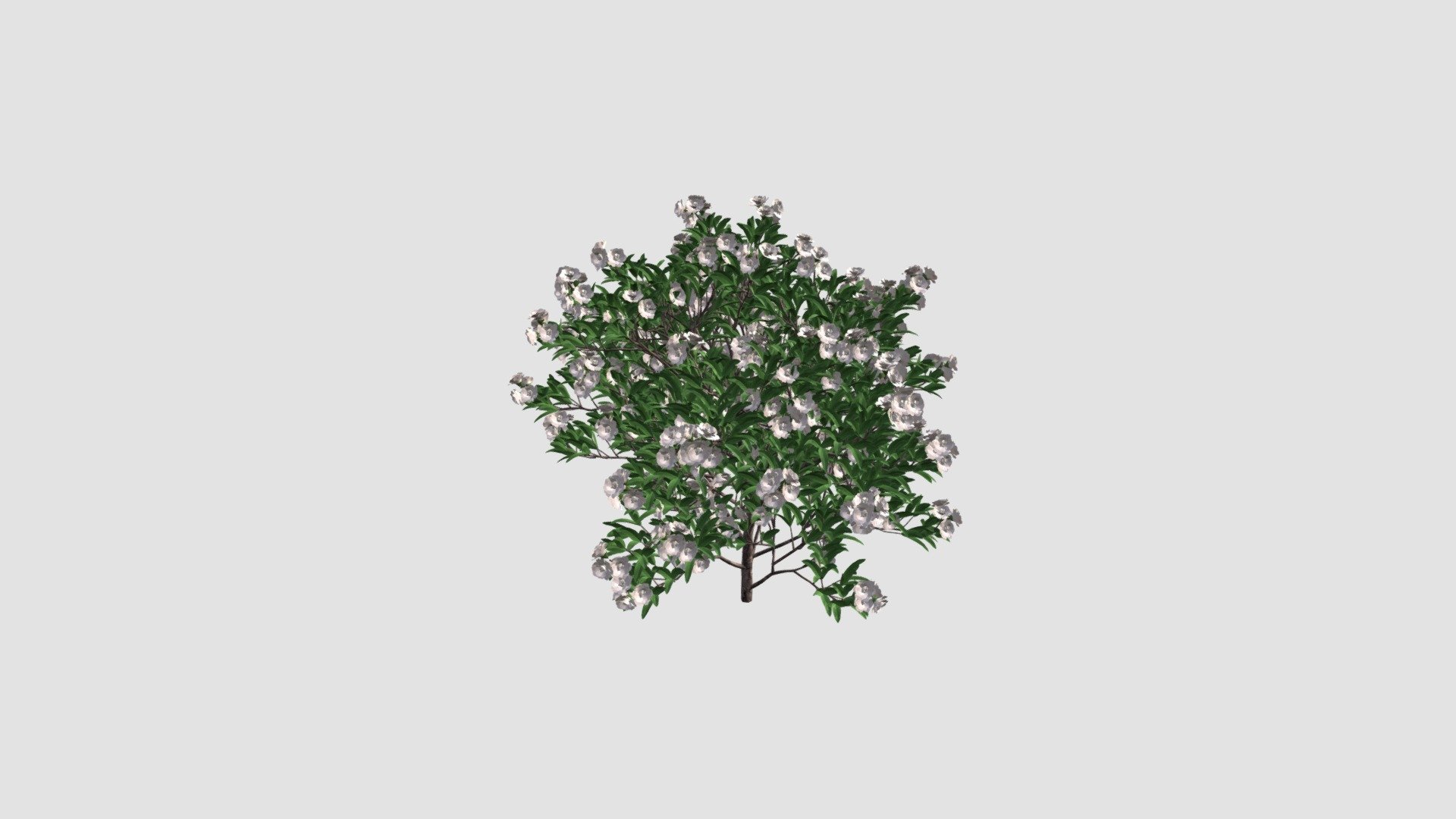 Gardenia 3d model