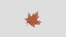 Maple leaf