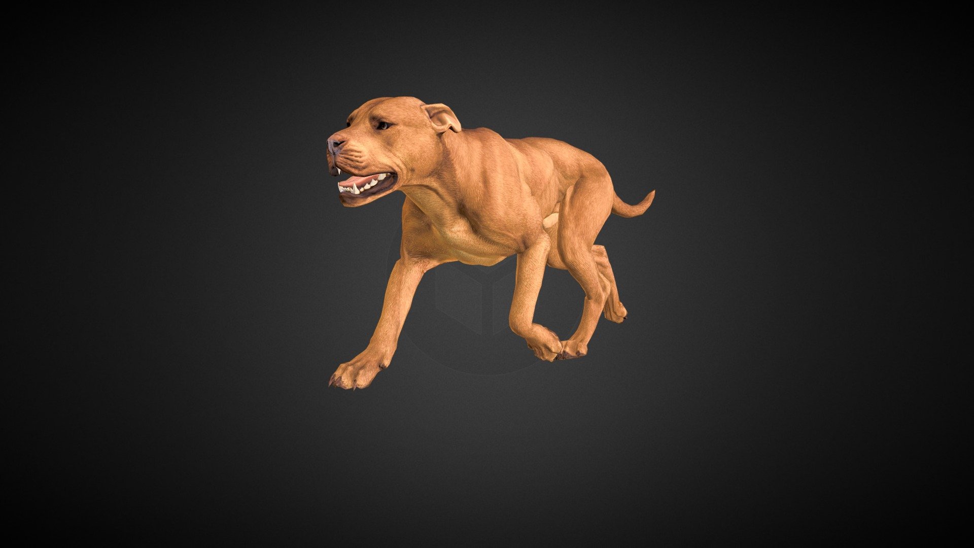 pitbull 3d model