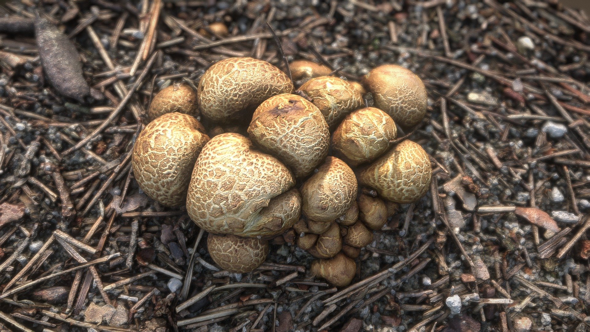 Bunch of mushrooms 3d model