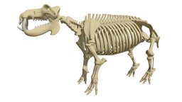 River Horse Skeleton