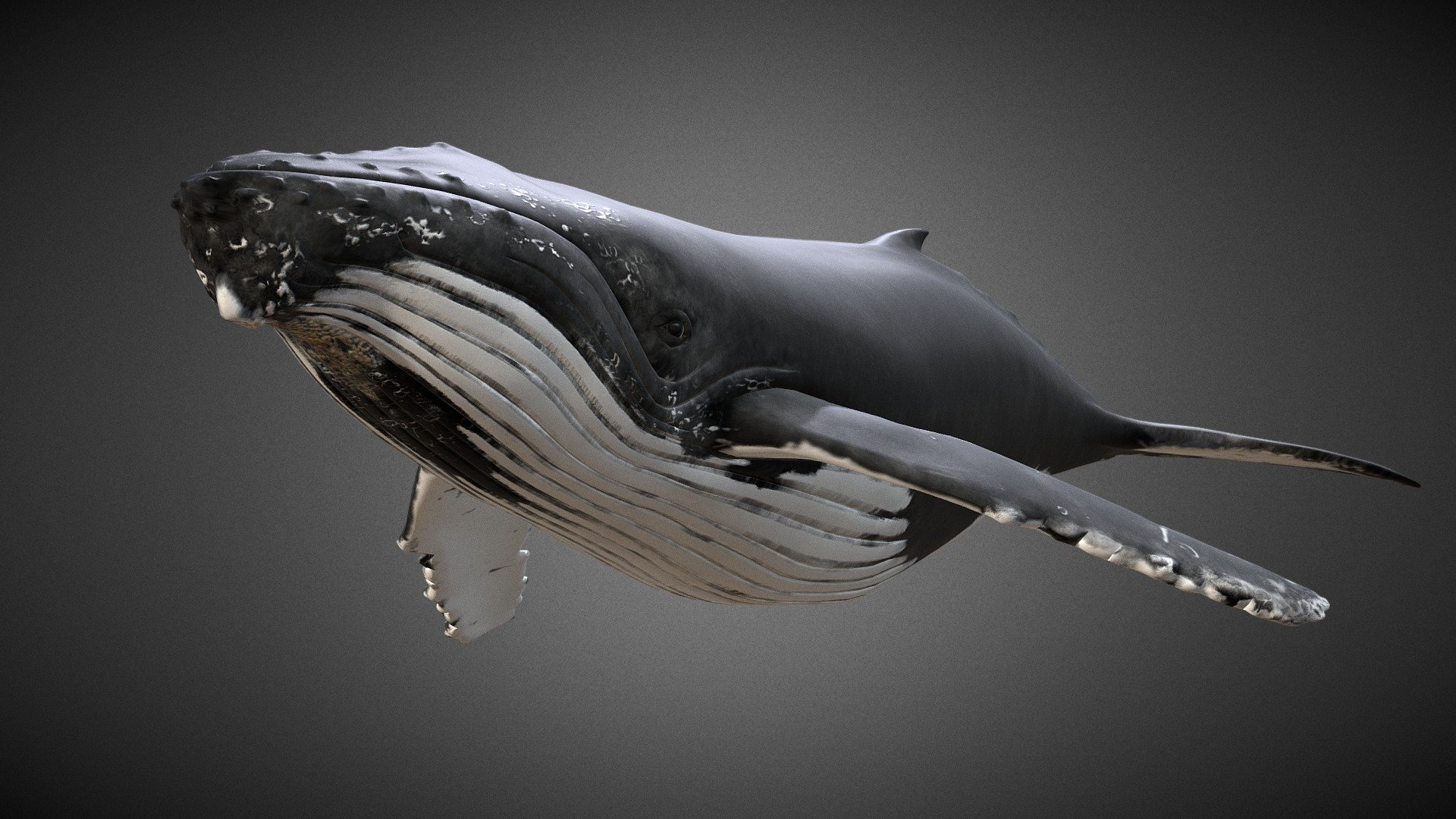 Knølhval (Megaptera Novaeangliae) Humpback Whale 3d model