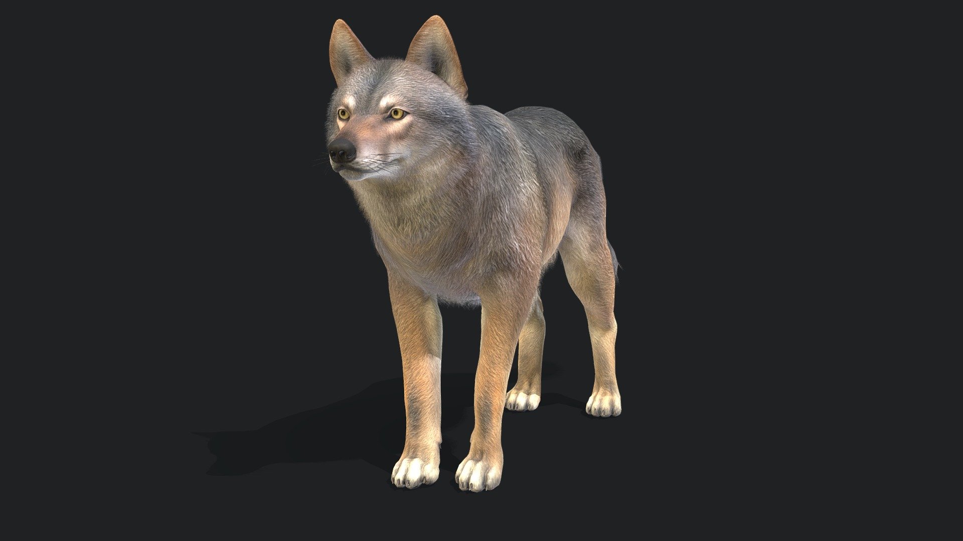 Wolf 3d model