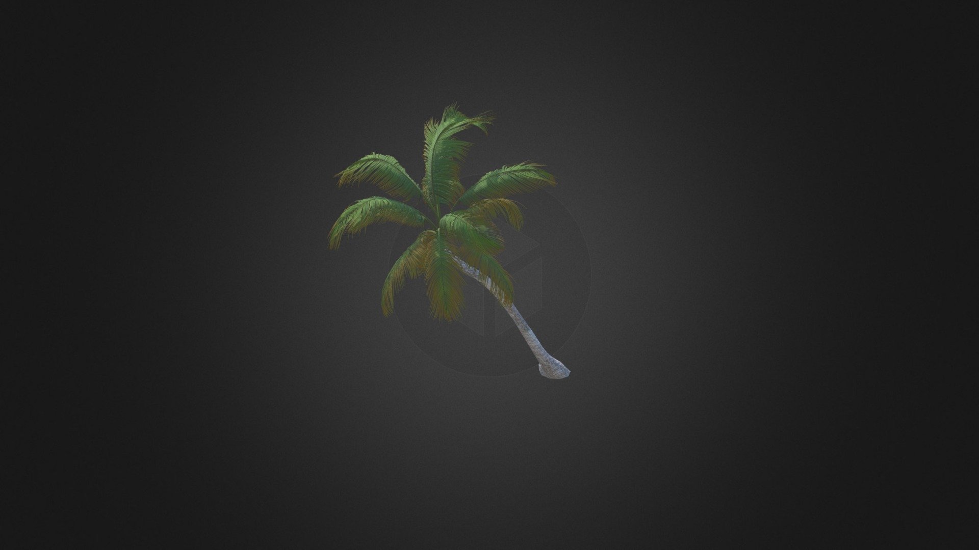 Sloping Palm Tree 3d model