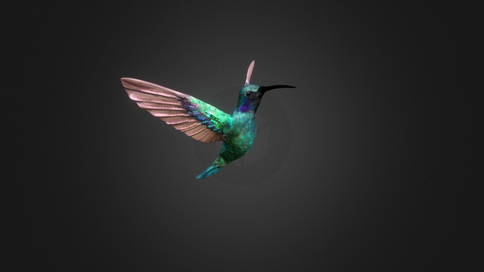 Hummingbird 3d model