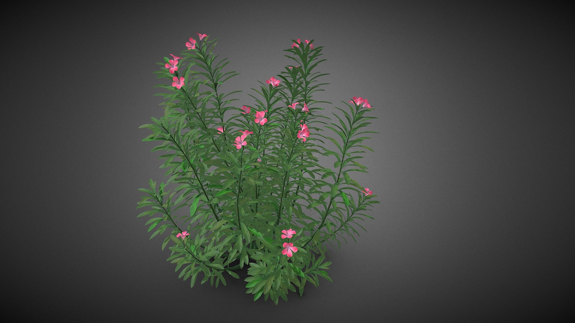 Shrub tree 3d model