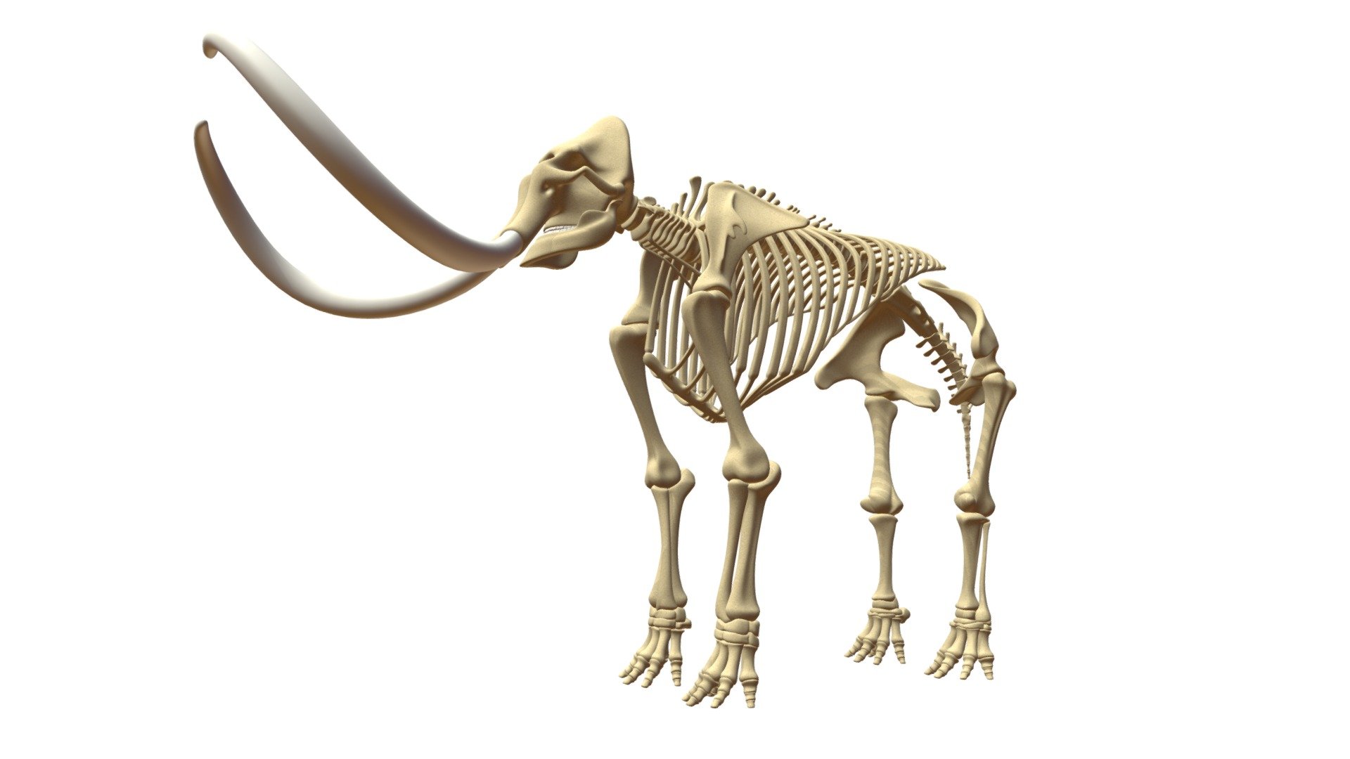 Mammoth Skeleton 3d model