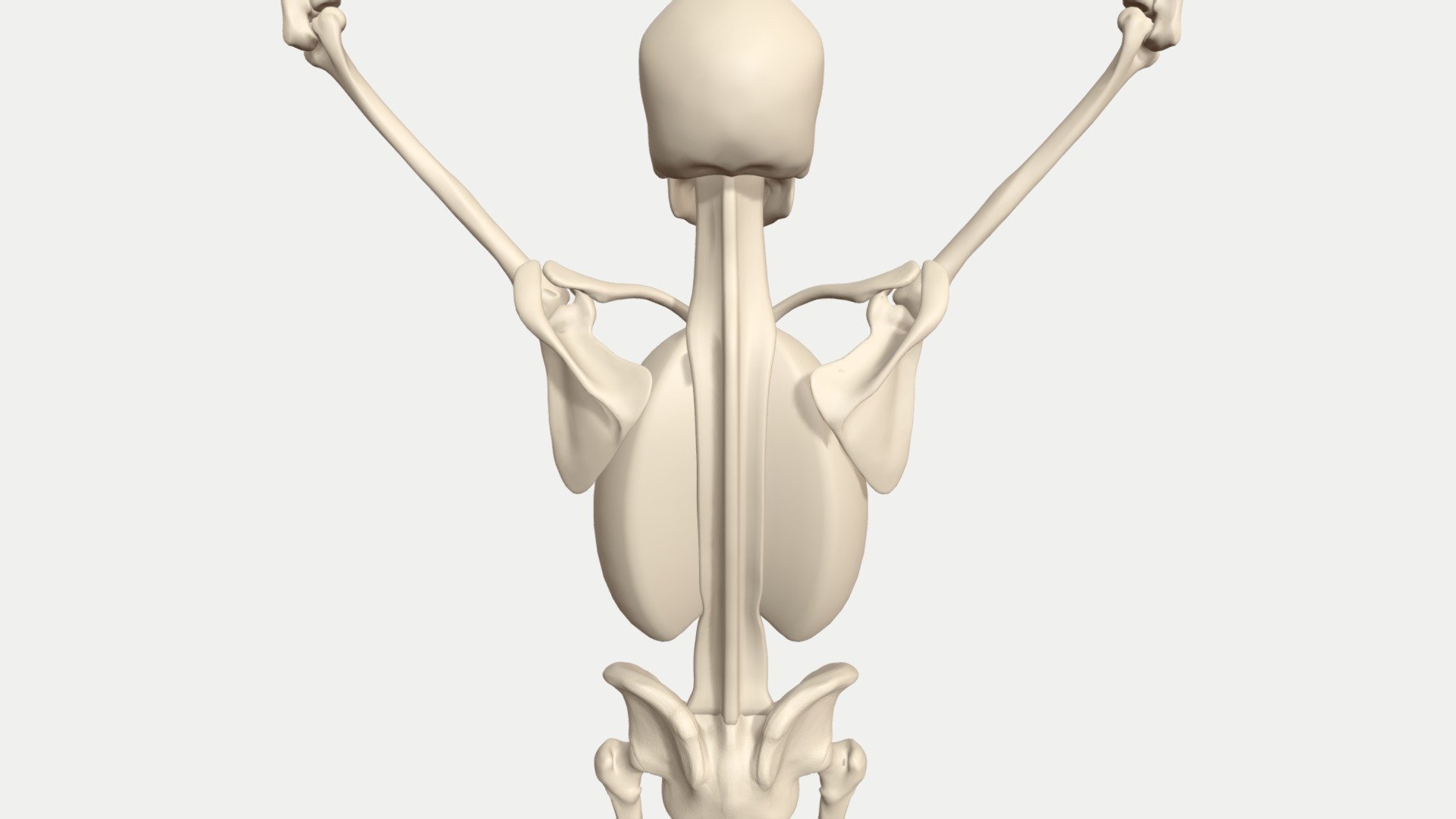 Scapulohumeral rhythm animated skeleton 3d model