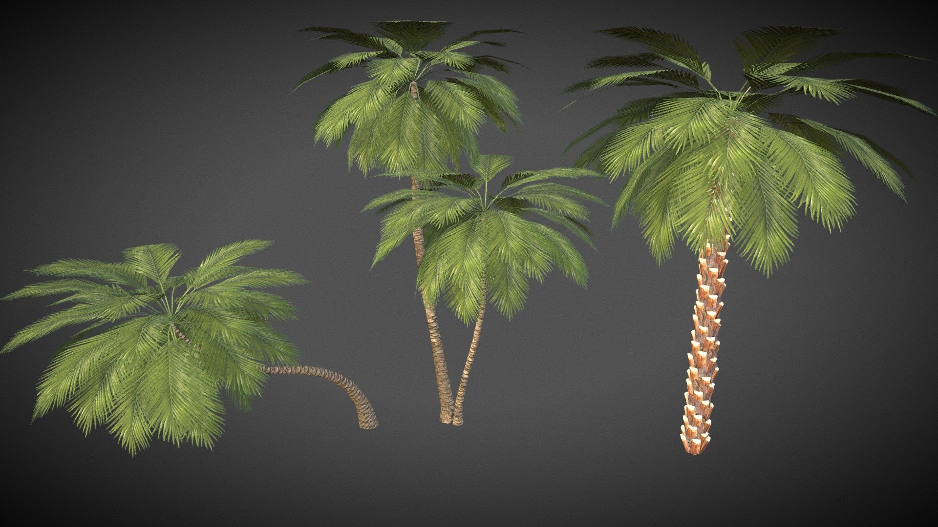 3 Palm Trees 3d model