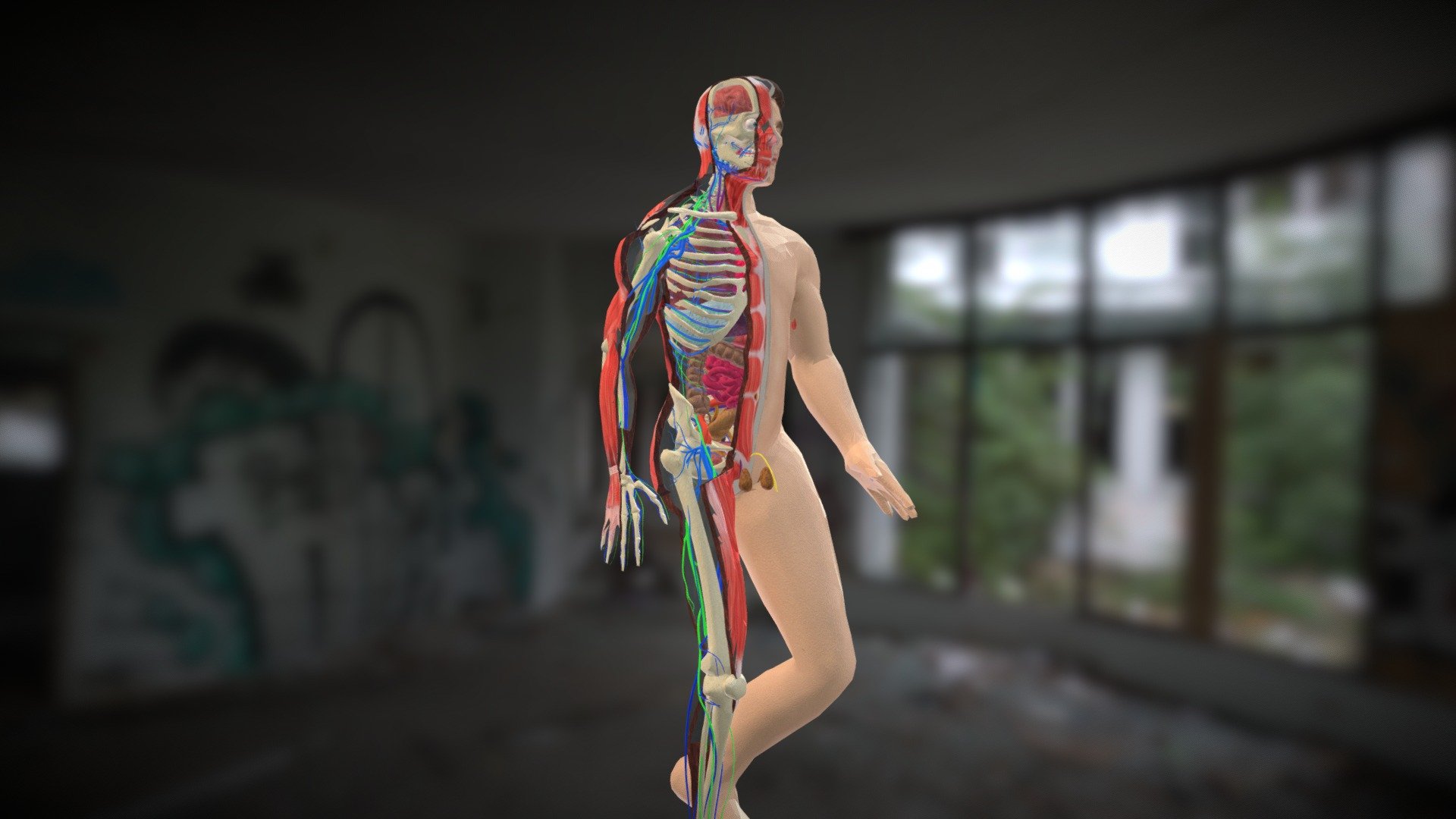 Animation Dissection Male Anatomy Systems 3d model