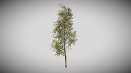 Poplar Tree