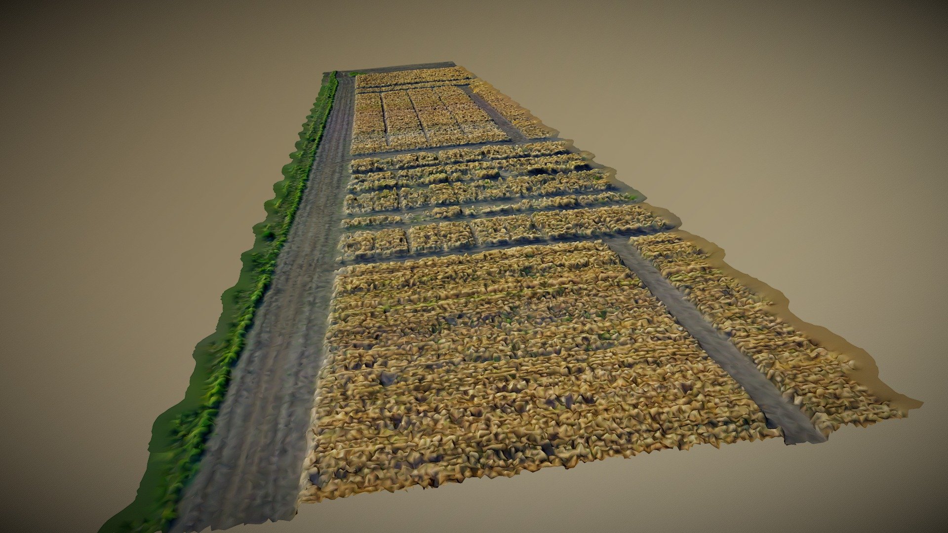 Test model of corn field 3d model