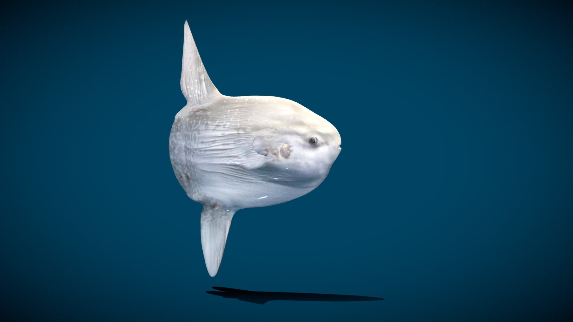 Ocean Sunfish Mola 3d model