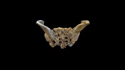 Neanderthal Pelvis