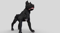 Cane Corso V3