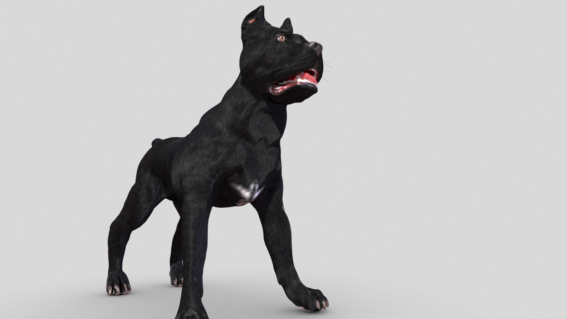 Cane Corso V3 3d model