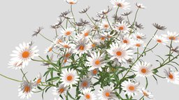 Chamomile Flower 3d model